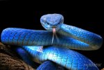 blue-viper-snake-closeup-face-700-202890484 (1).jpg