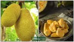 jackfruit-palapalam.jpeg